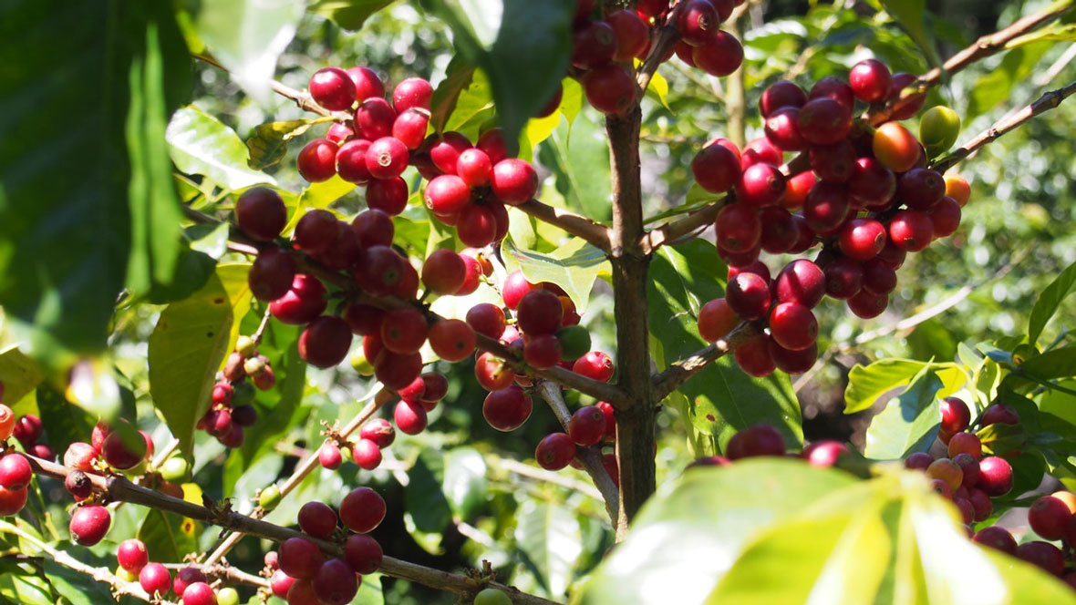 Cerise de café