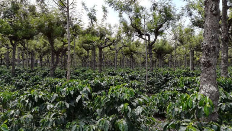 Plantation classique