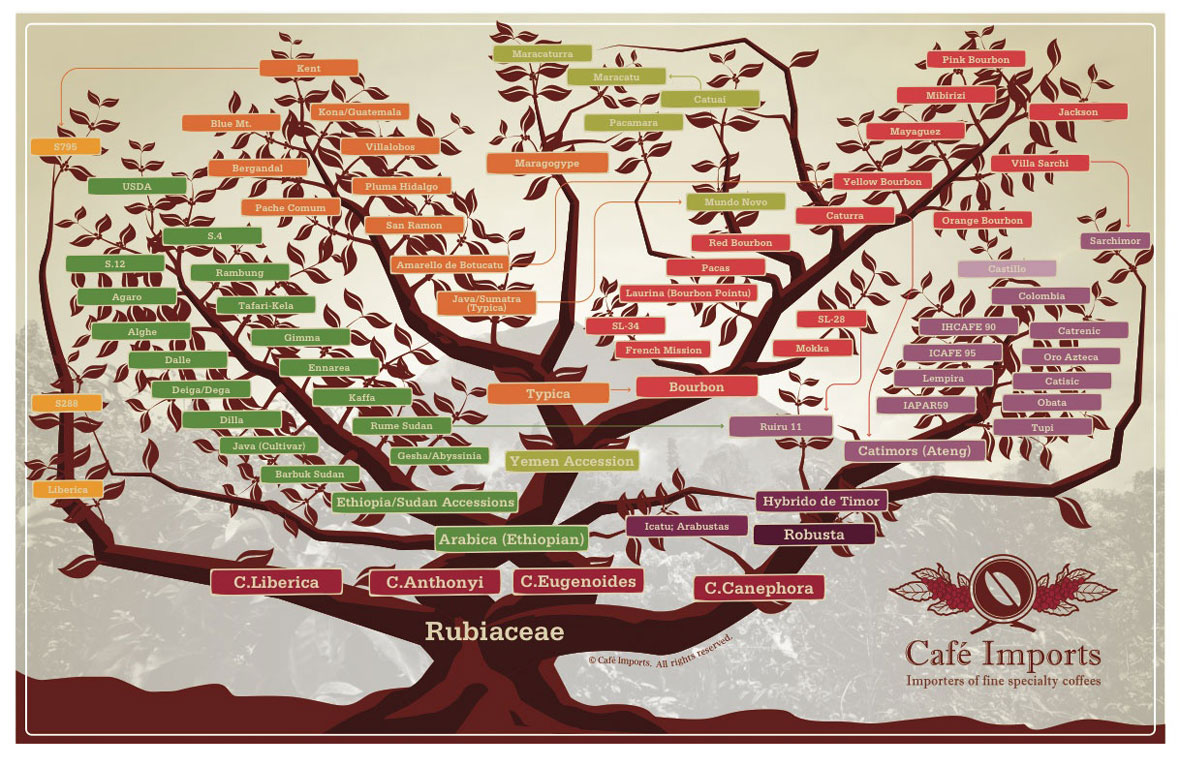 Espèces et variétés de café