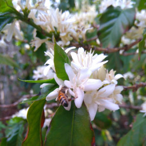 Atelier Caféologie et Dégustation