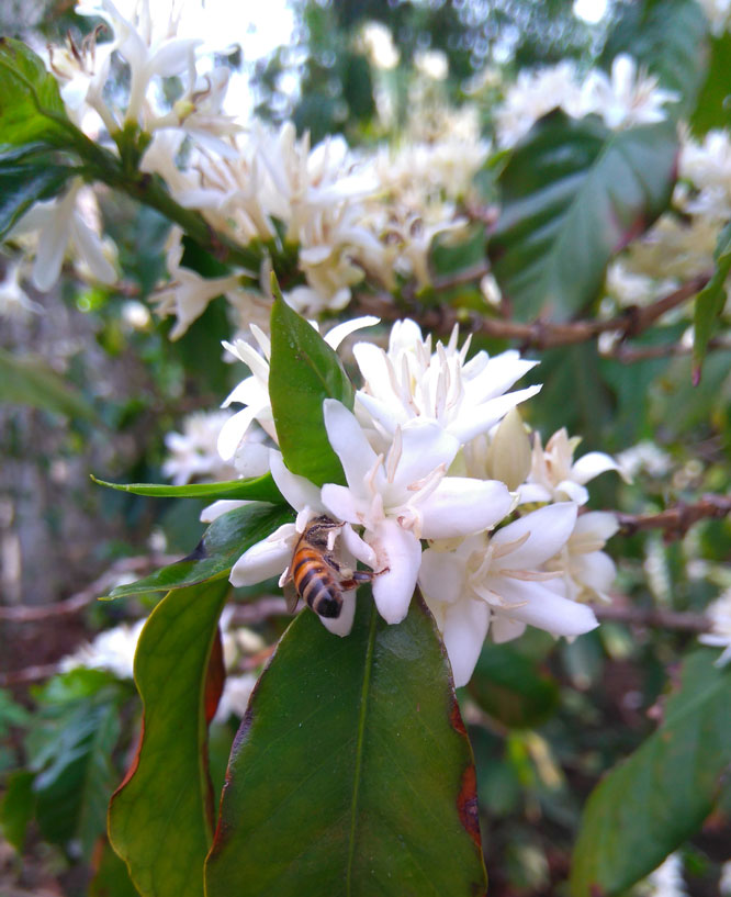 Atelier Caféologie et Dégustation
