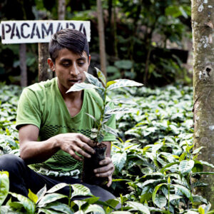 Aurelio Perez, Parte del equipo encargado del almacigo, nutrición, riego y plantación de nuevas semillas.