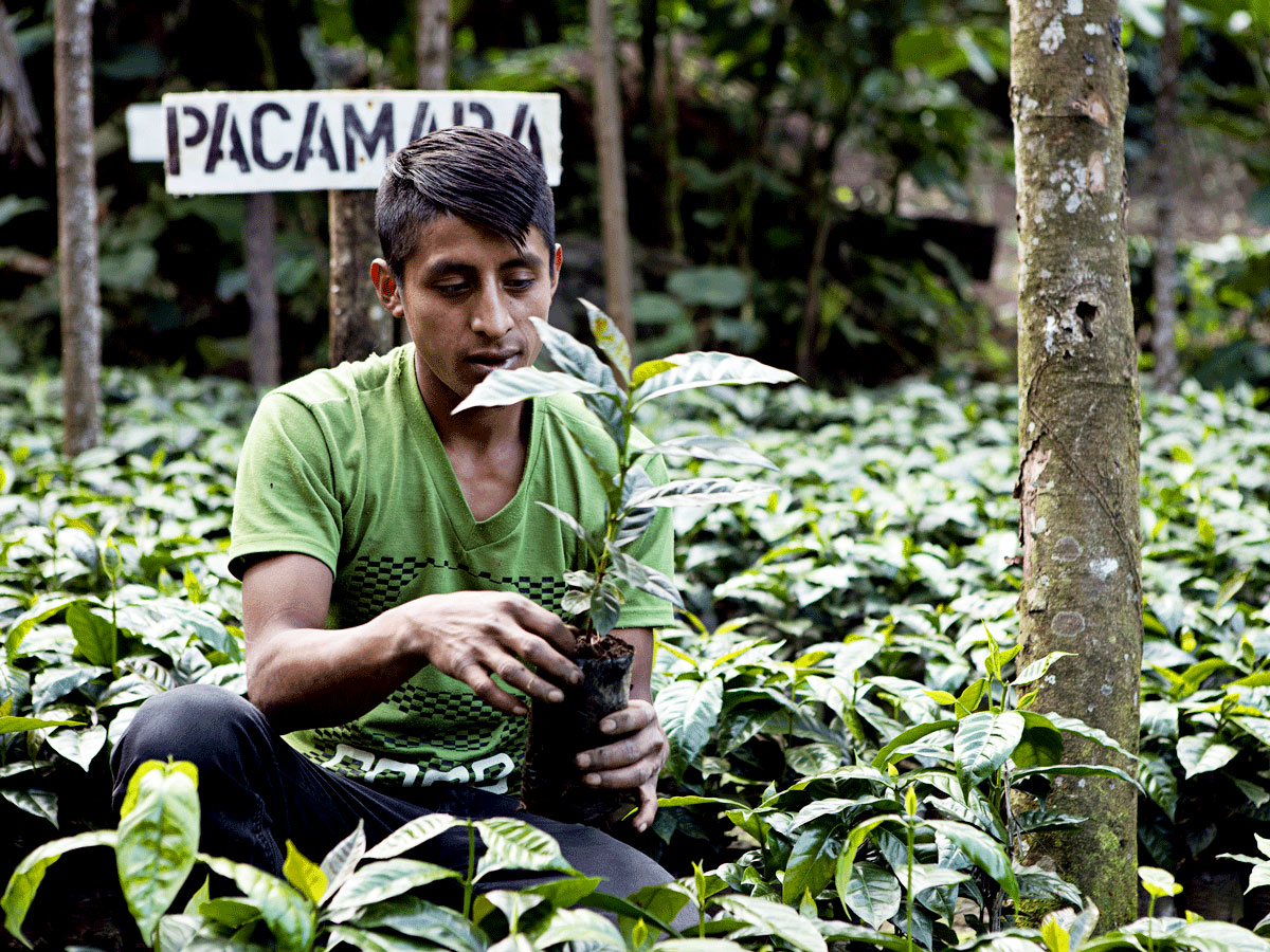 Aurelio Perez, Parte del equipo encargado del almacigo, nutrición, riego y plantación de nuevas semillas.