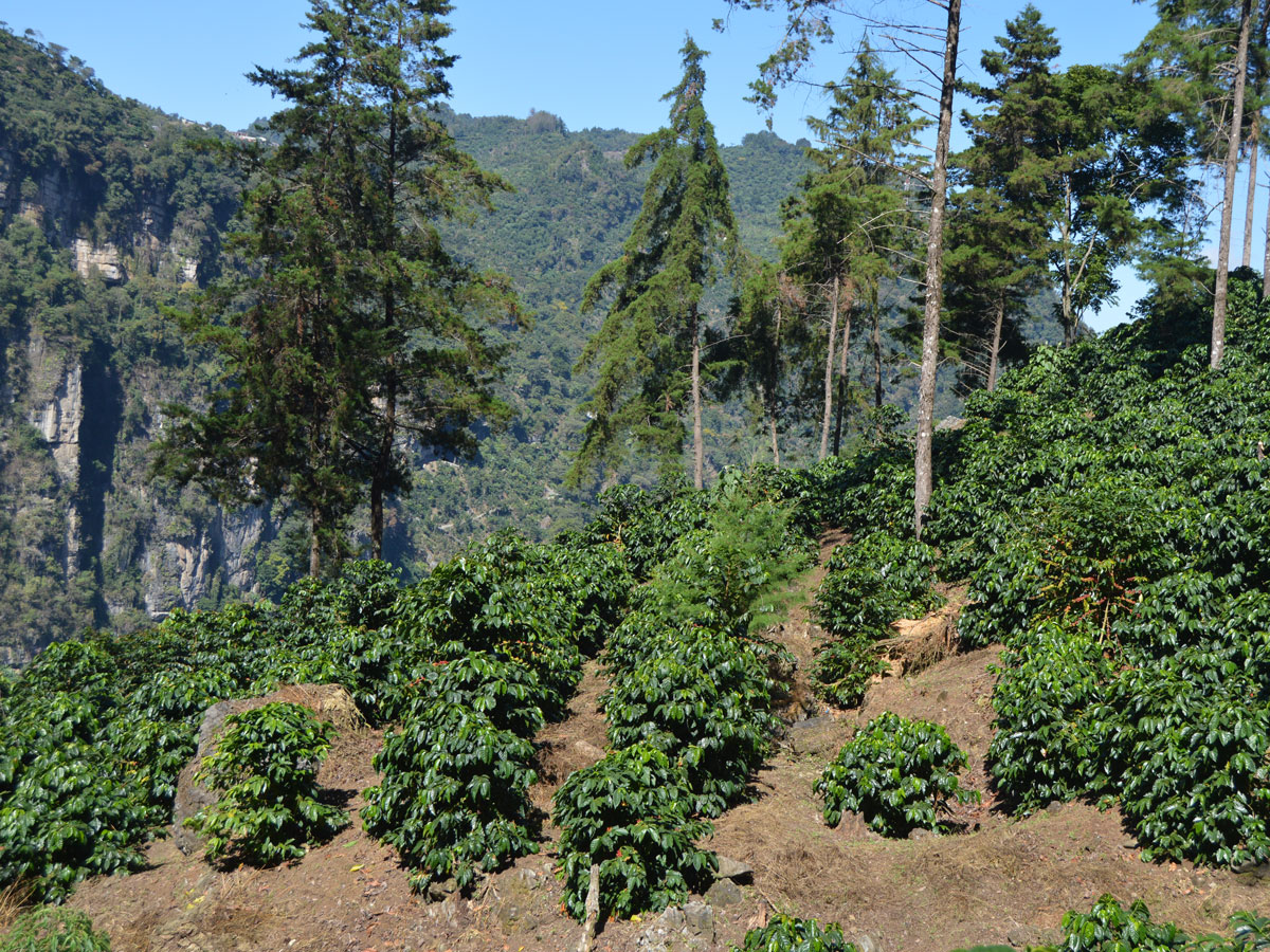 La Bolsa - Pacamara Natural - Huehuetenango – Image 3