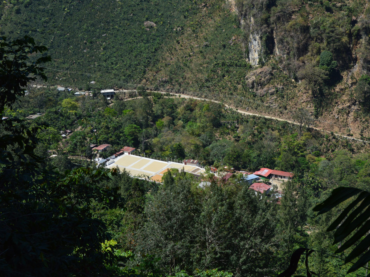 La Bolsa - Pacamara Natural - Huehuetenango – Image 6