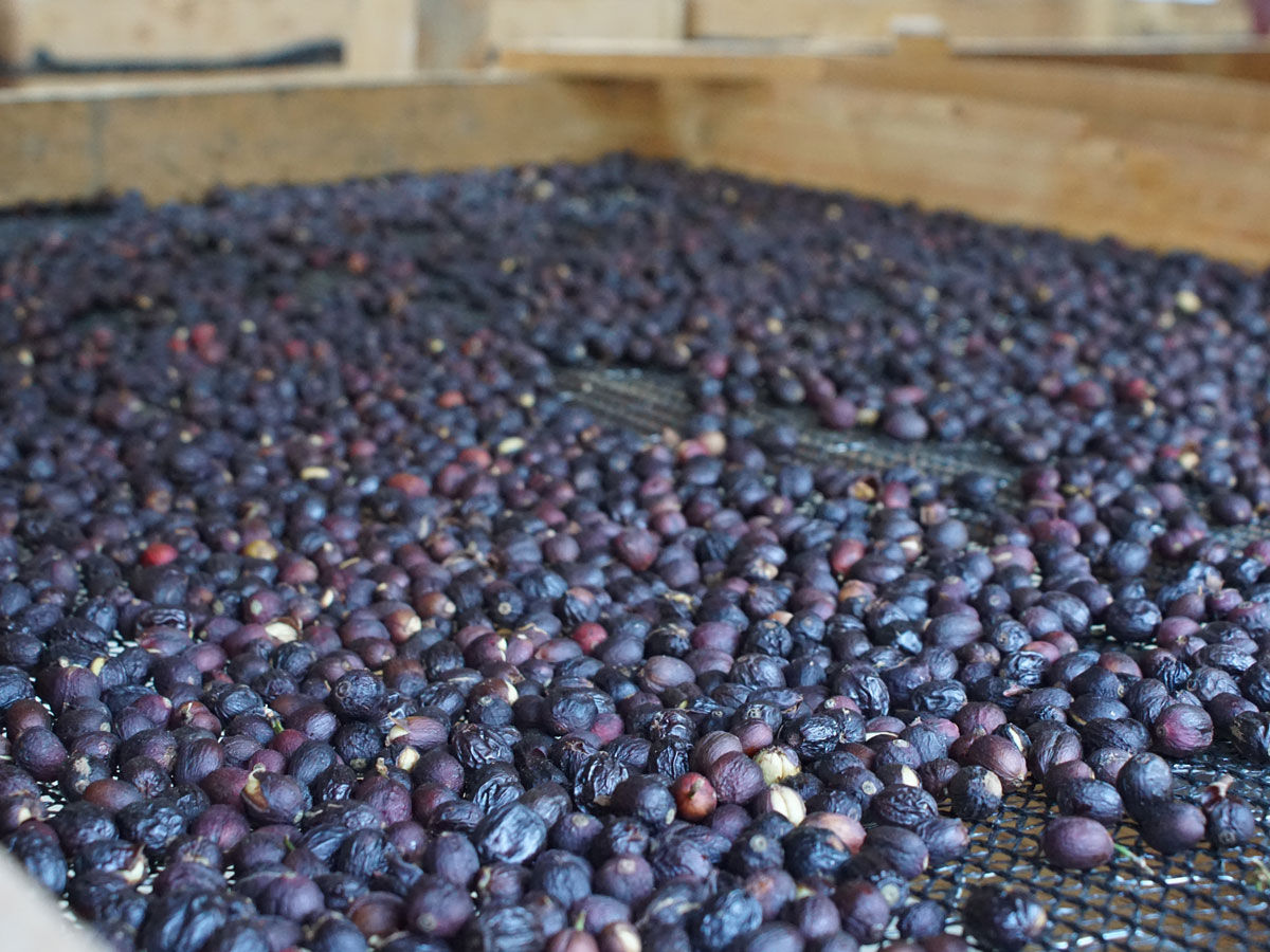 La Bolsa - Pacamara Natural - Huehuetenango – Image 5