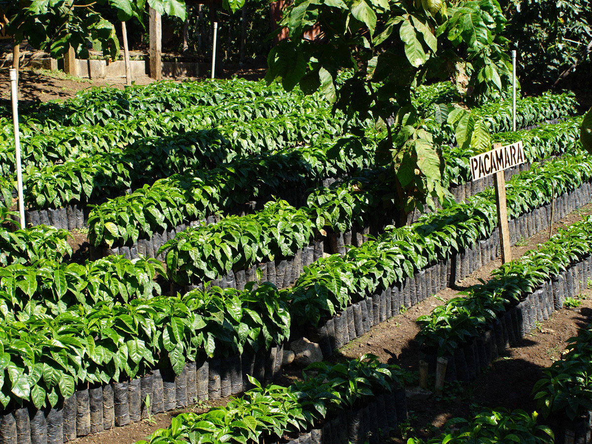 La Bolsa - Pacamara Natural - Huehuetenango – Image 4