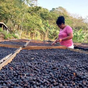 La Nueva Montaña - Fraijanes - Catuaí Natural